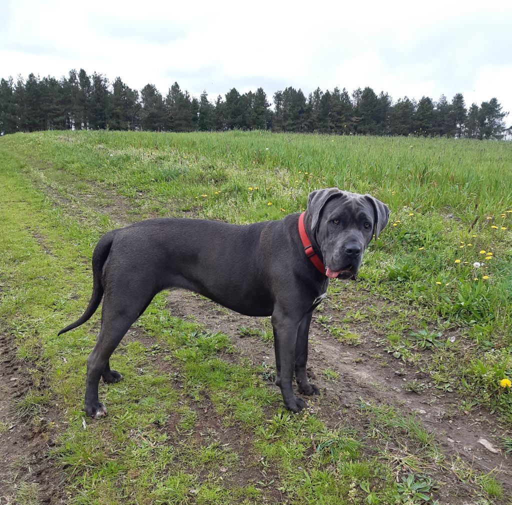 Les Cane Corso de l'affixe de Maldako Borda