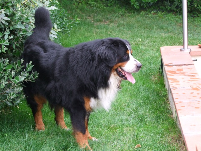 Buck de Maldako Borda