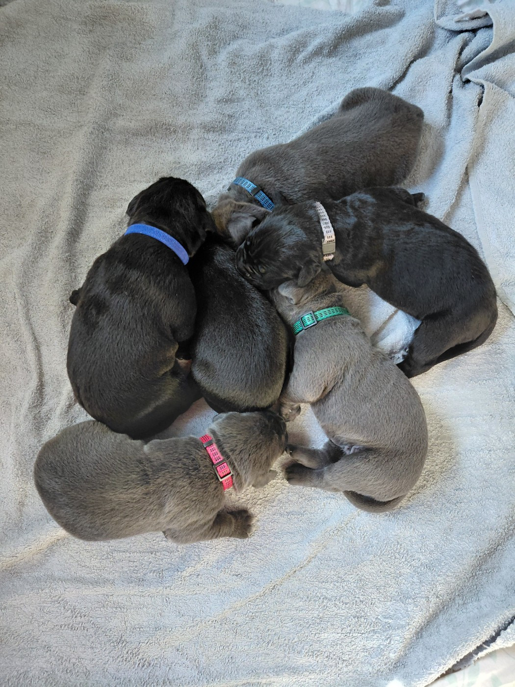 Les chiots sont nés le 13 juin 2026.