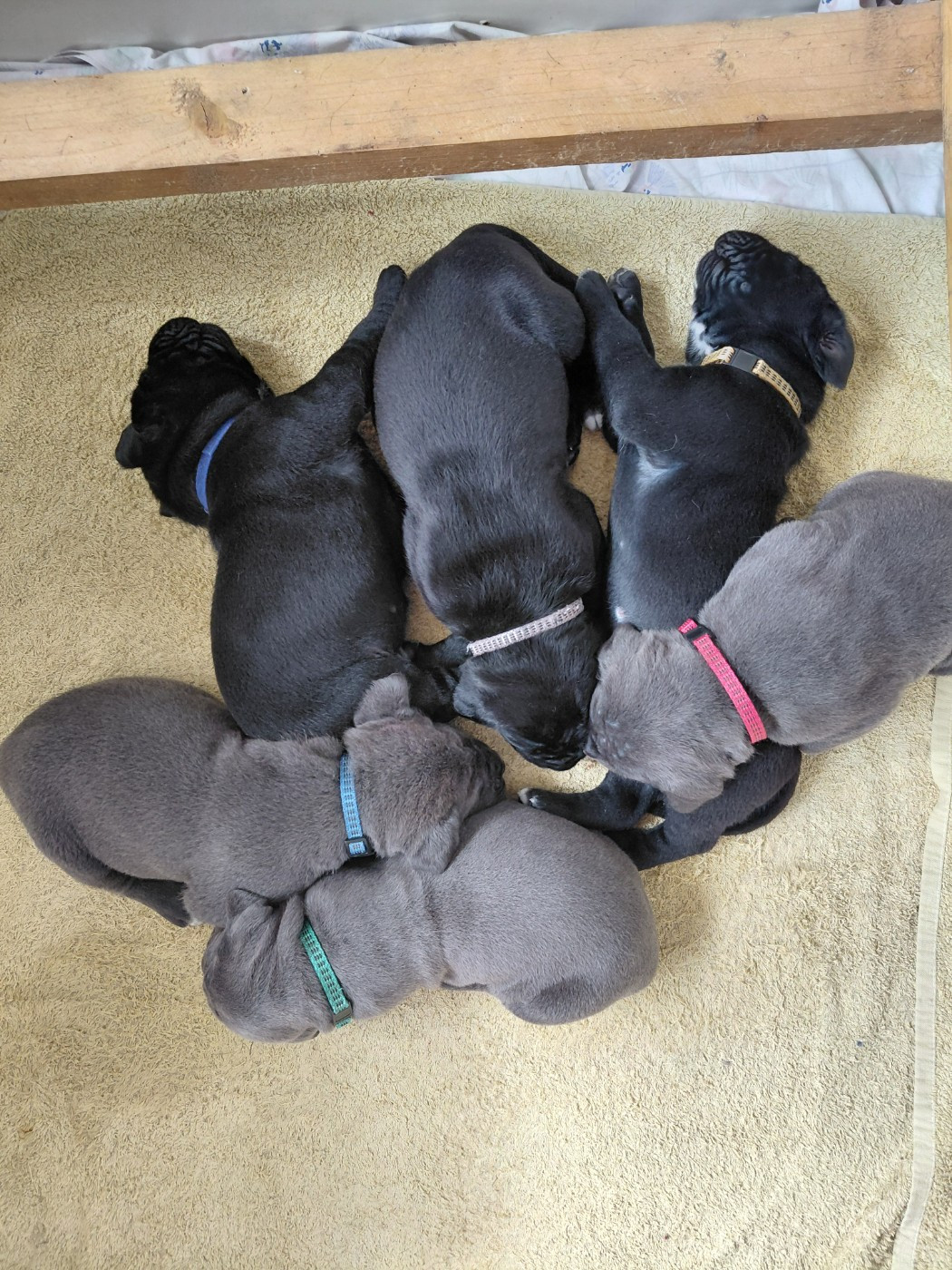 Les chiots sont nés le 13 juin 2026.