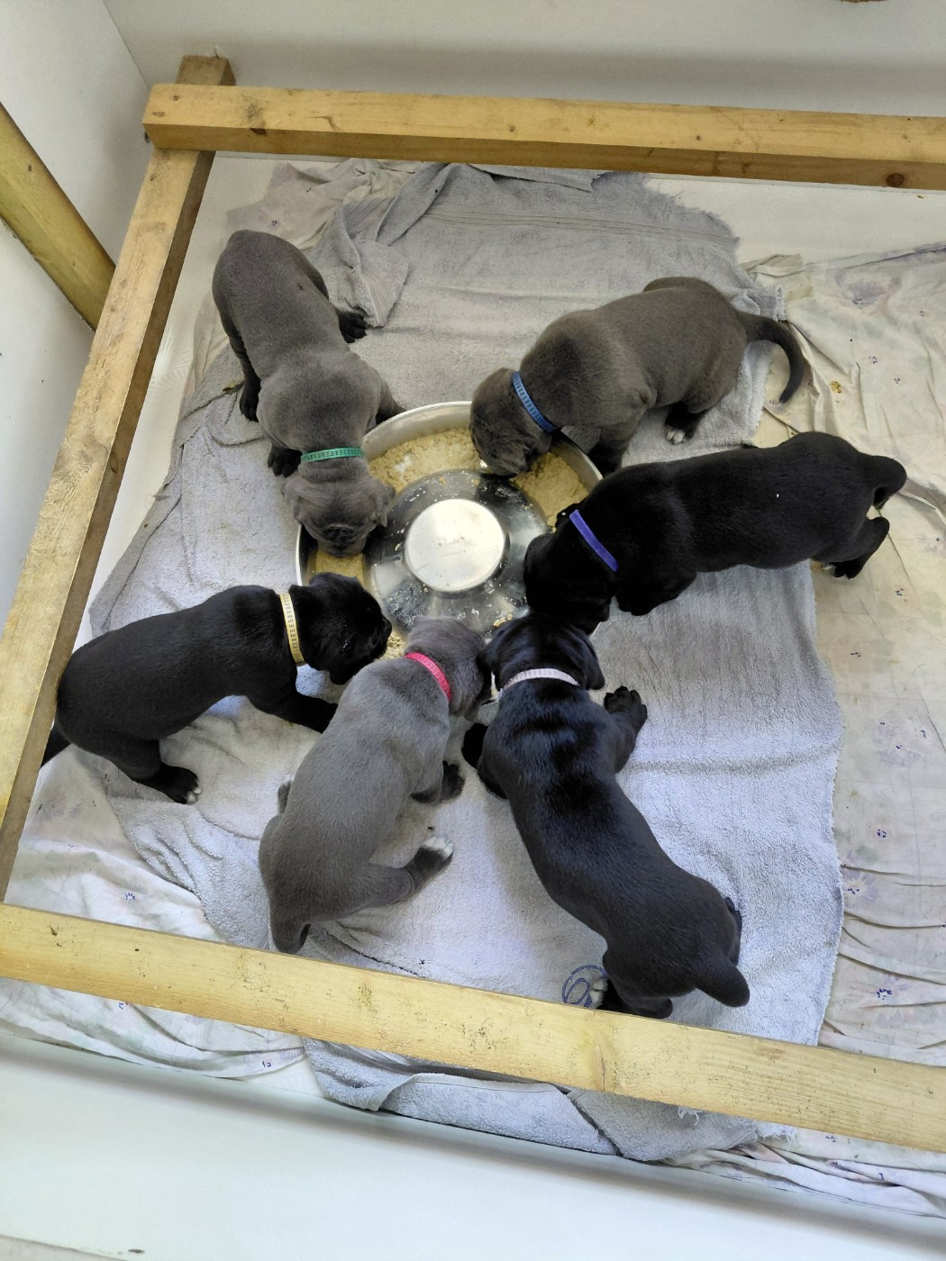 Les chiots sont nés le 13 juin 2026.