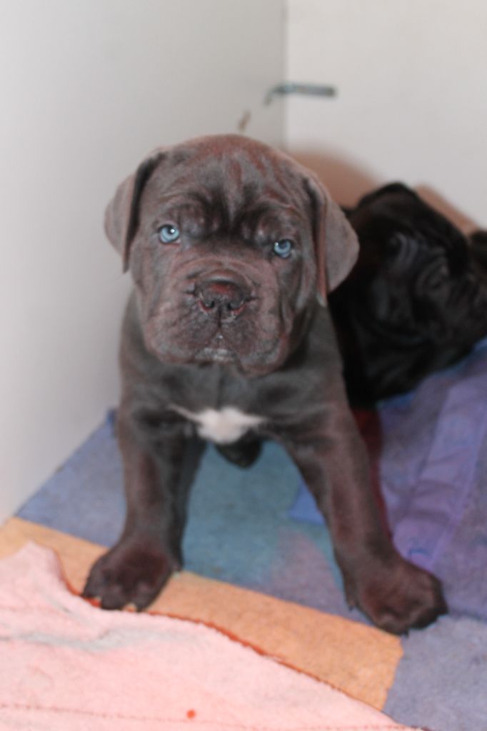 de Maldako Borda - Chiots disponibles - Cane Corso