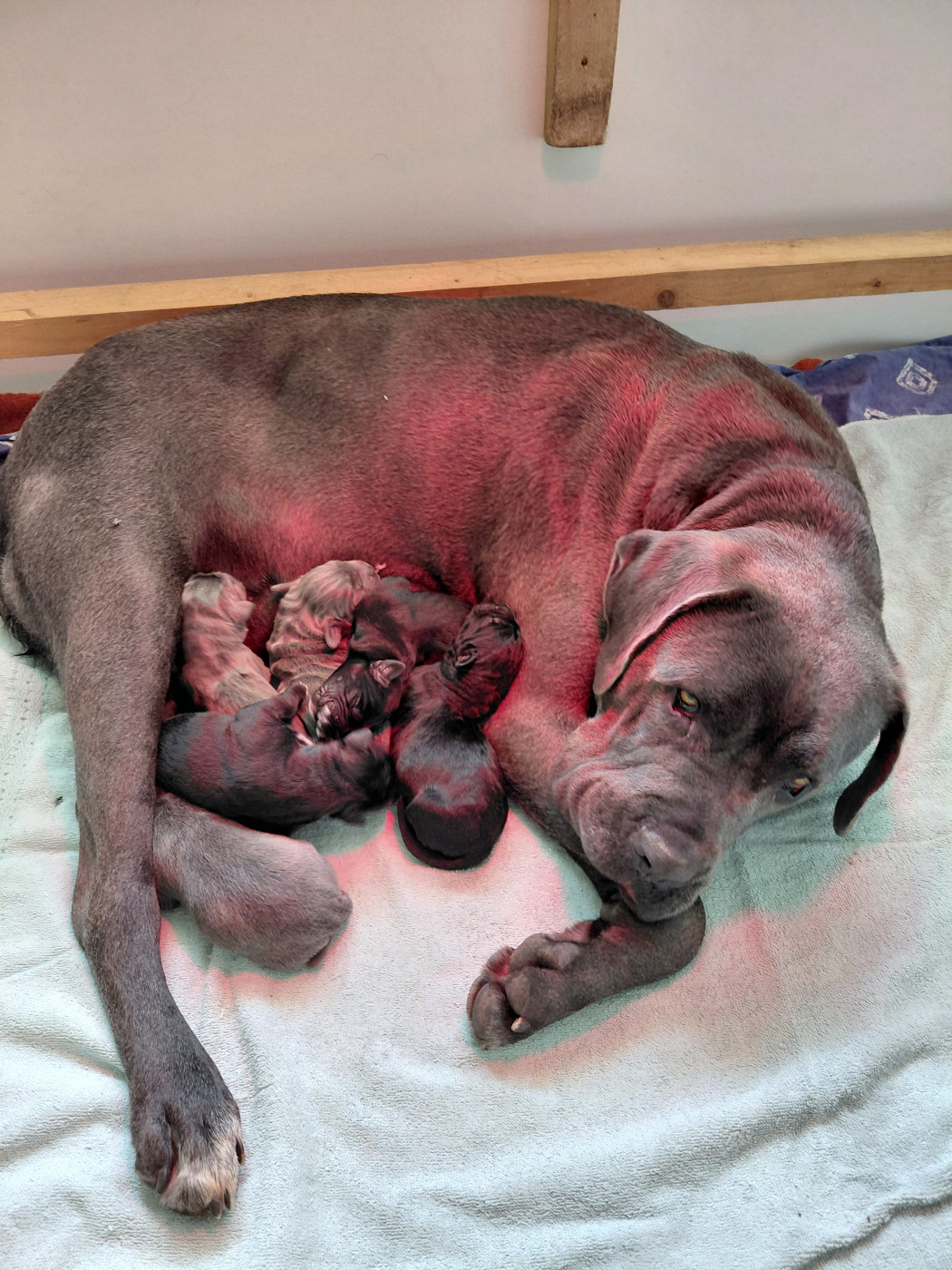 Chiot Cane Corso de Maldako Borda