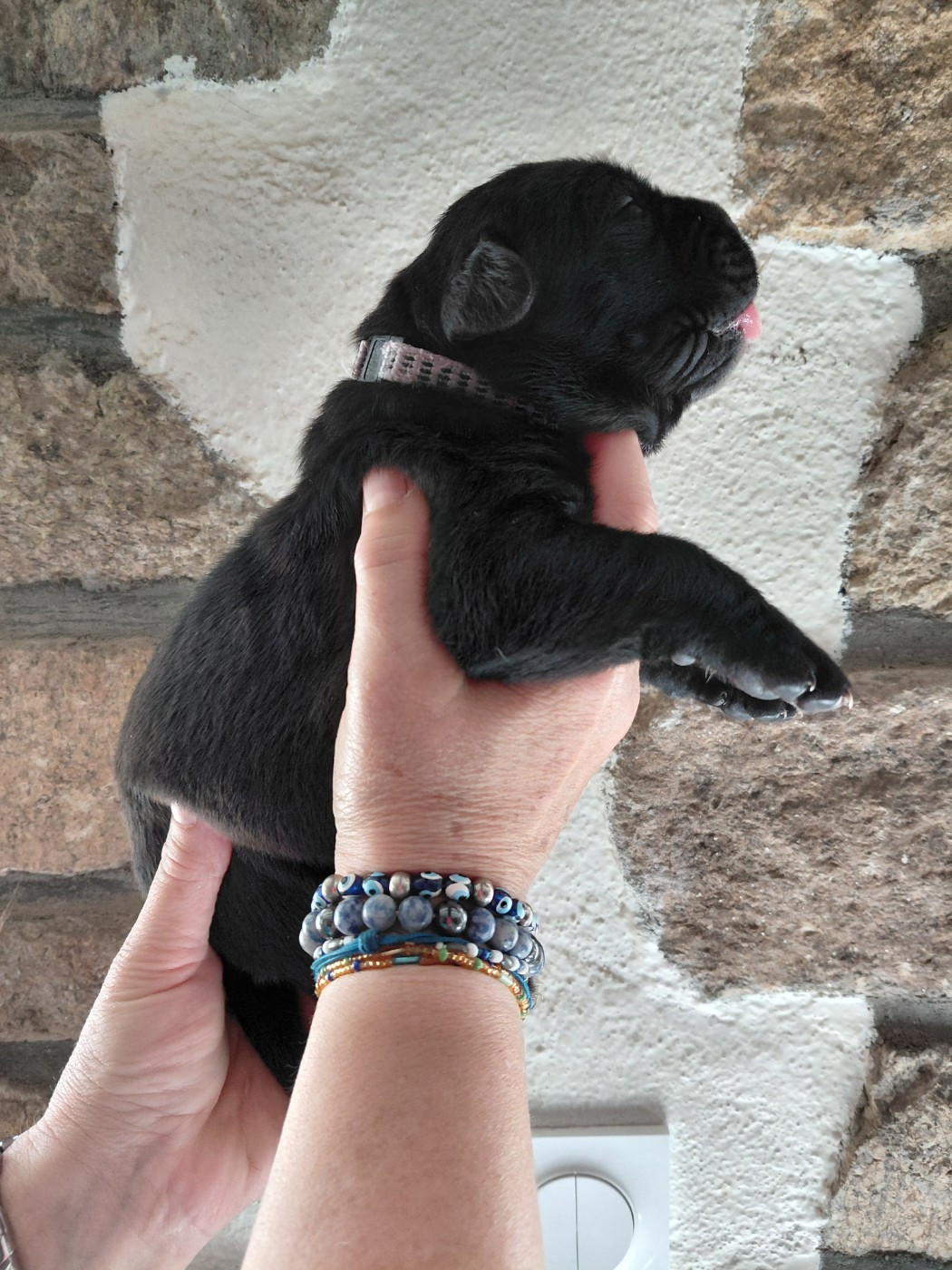 de Maldako Borda - Chiots disponibles - Cane Corso