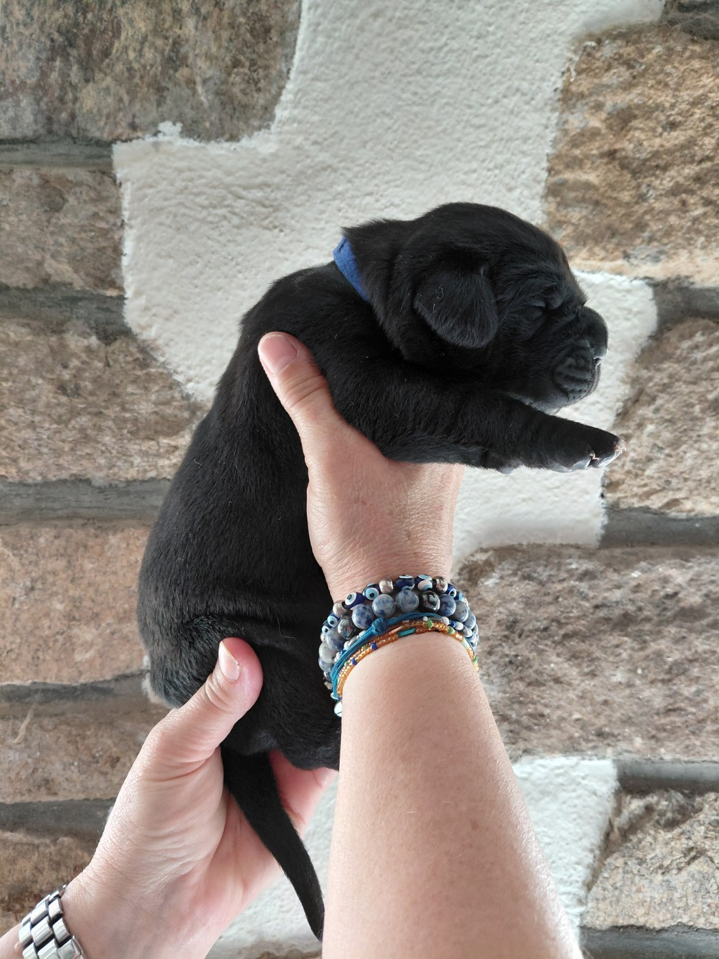 de Maldako Borda - Chiots disponibles - Cane Corso