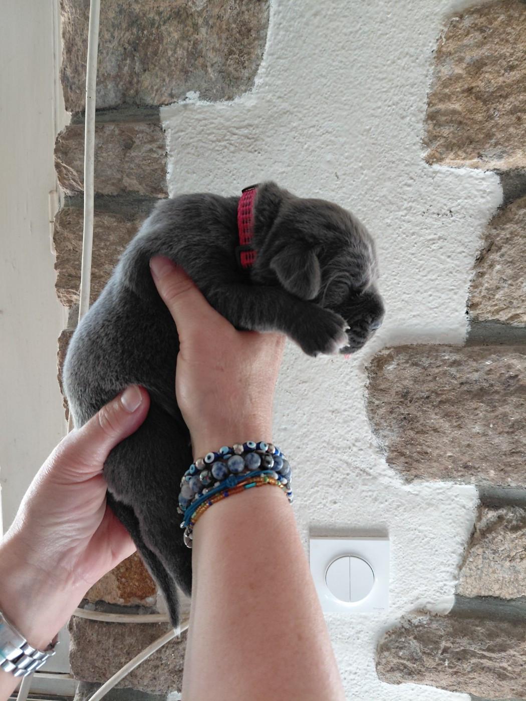 de Maldako Borda - Chiots disponibles - Cane Corso