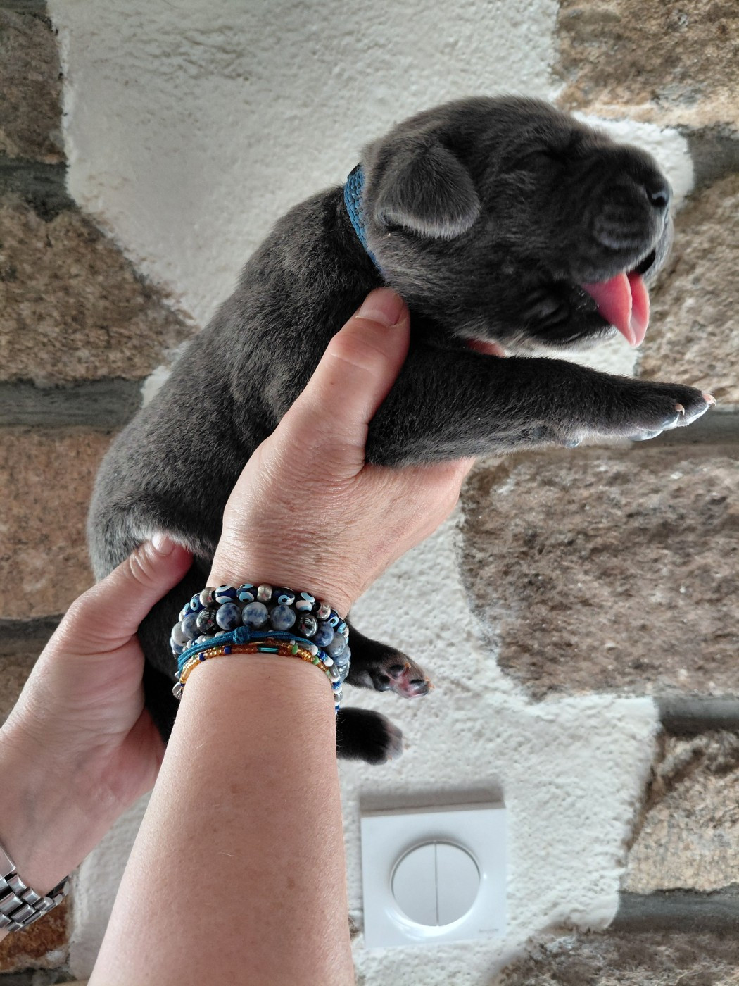 de Maldako Borda - Chiots disponibles - Cane Corso