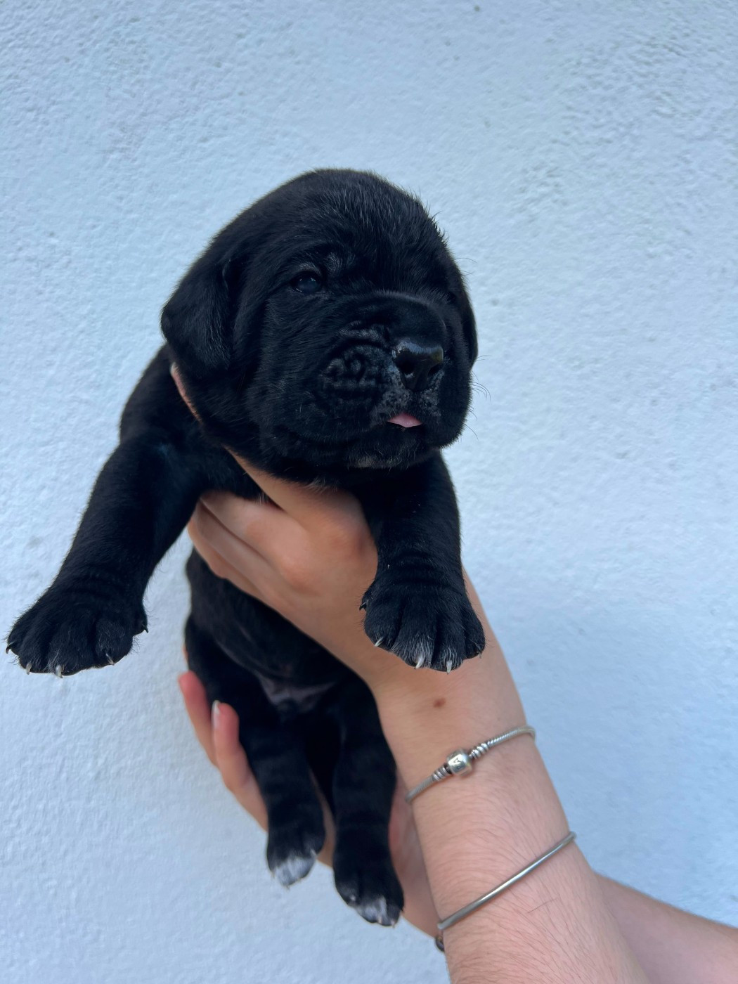 de Maldako Borda - Chiots disponibles - Cane Corso