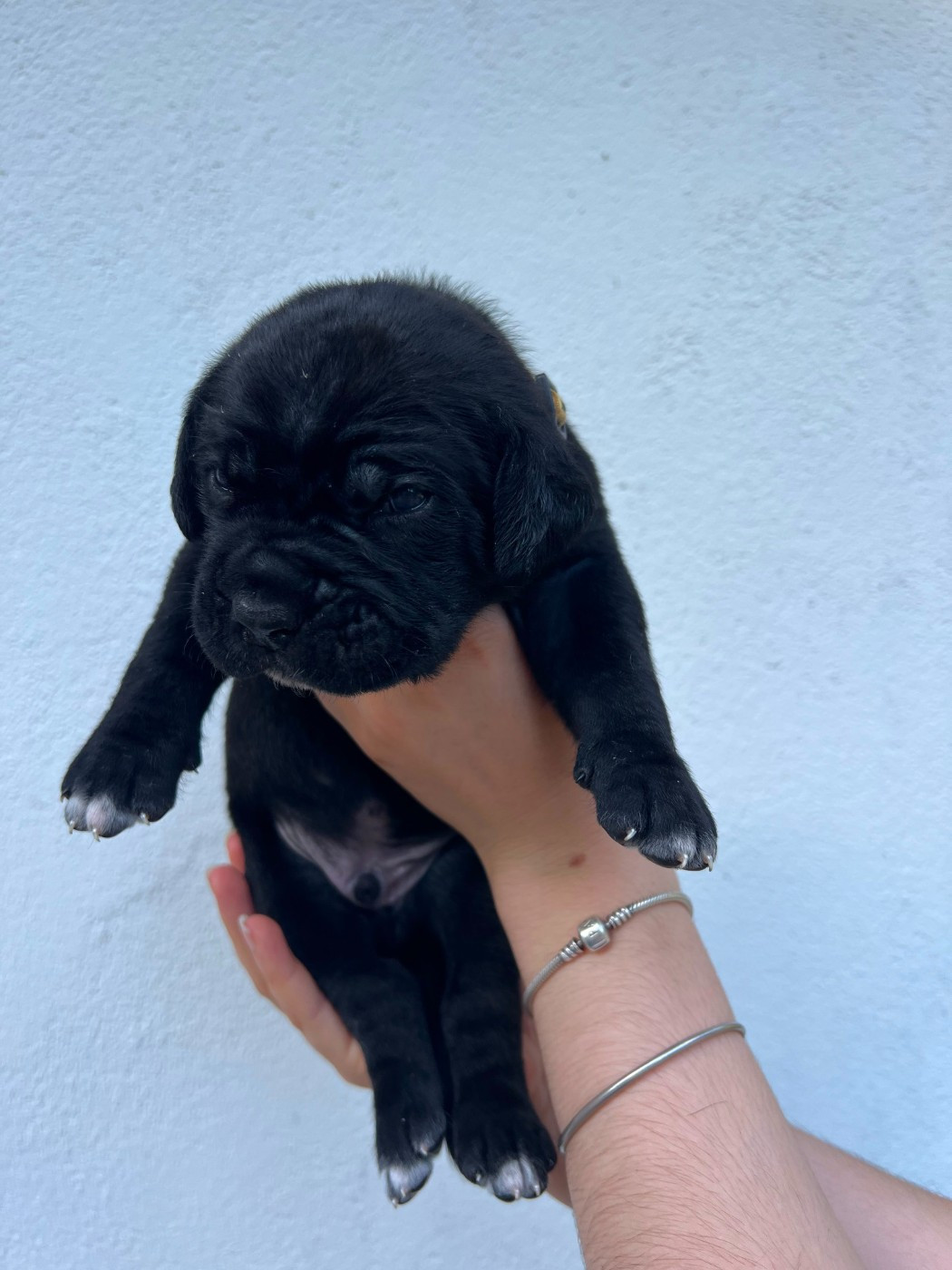 de Maldako Borda - Chiots disponibles - Cane Corso