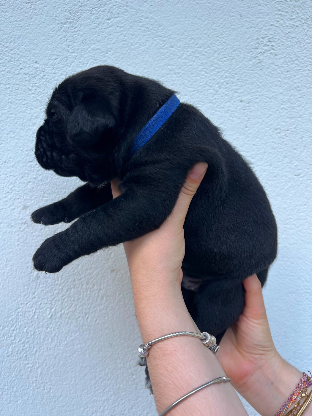 de Maldako Borda - Chiots disponibles - Cane Corso