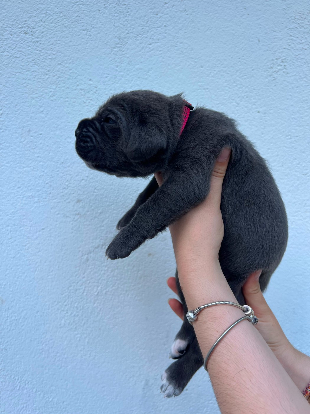 de Maldako Borda - Chiots disponibles - Cane Corso