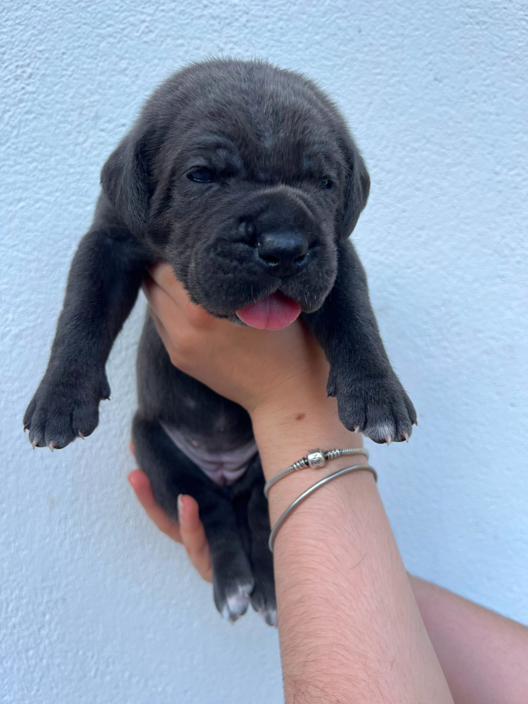 de Maldako Borda - Chiots disponibles - Cane Corso