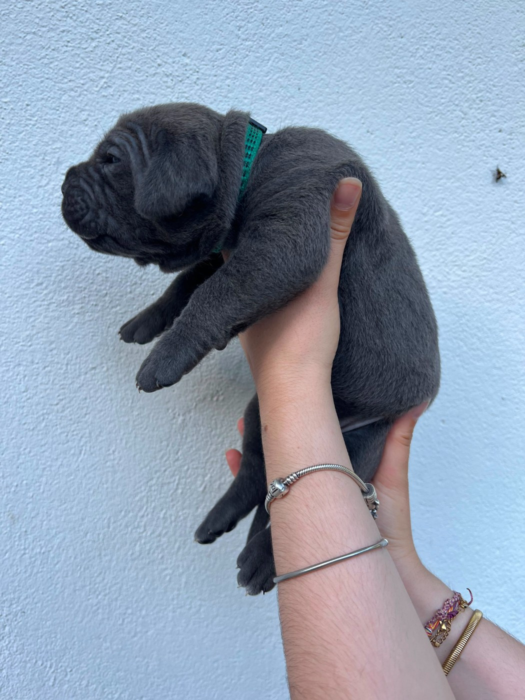 de Maldako Borda - Chiots disponibles - Cane Corso