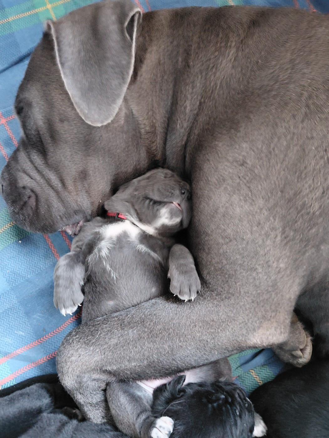 de Maldako Borda - Cane Corso - Portée née le 13/06/2026