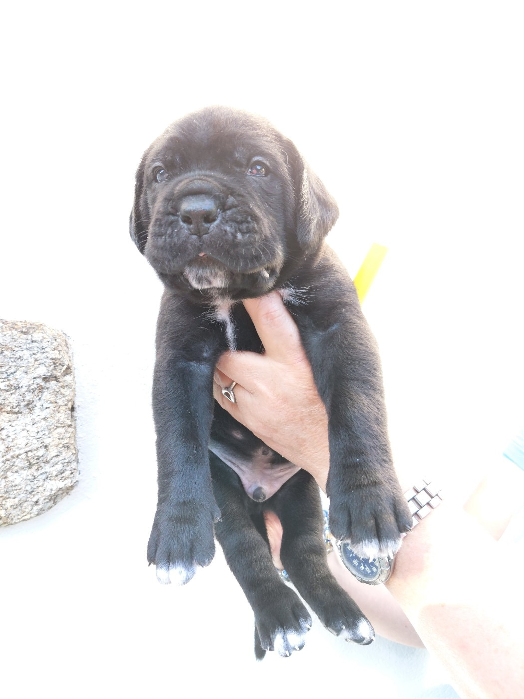 de Maldako Borda - Chiots disponibles - Cane Corso