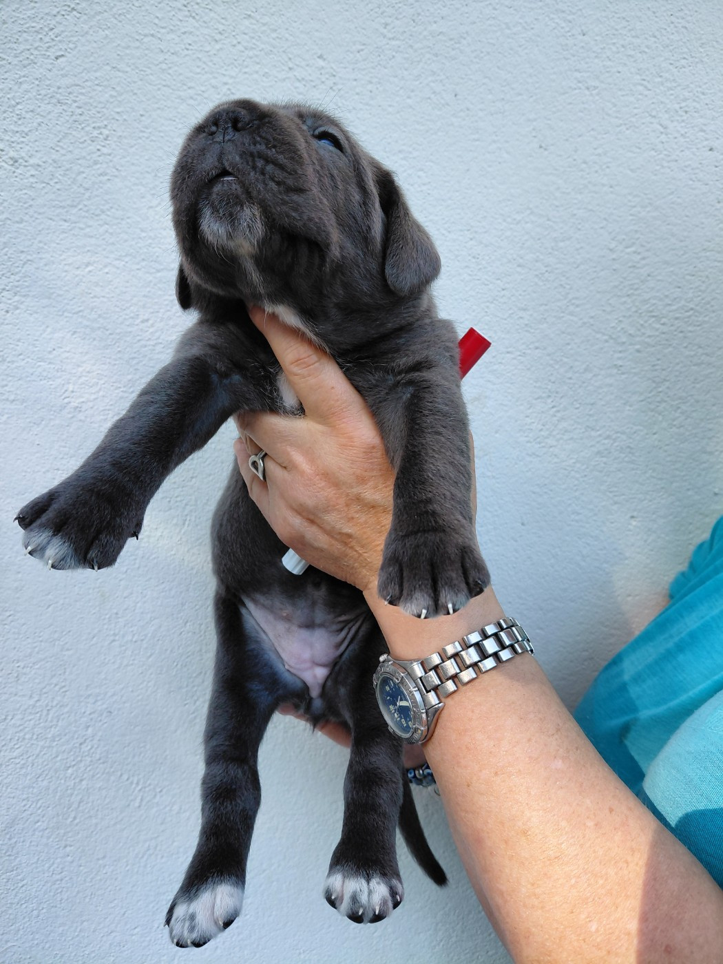 de Maldako Borda - Chiots disponibles - Cane Corso