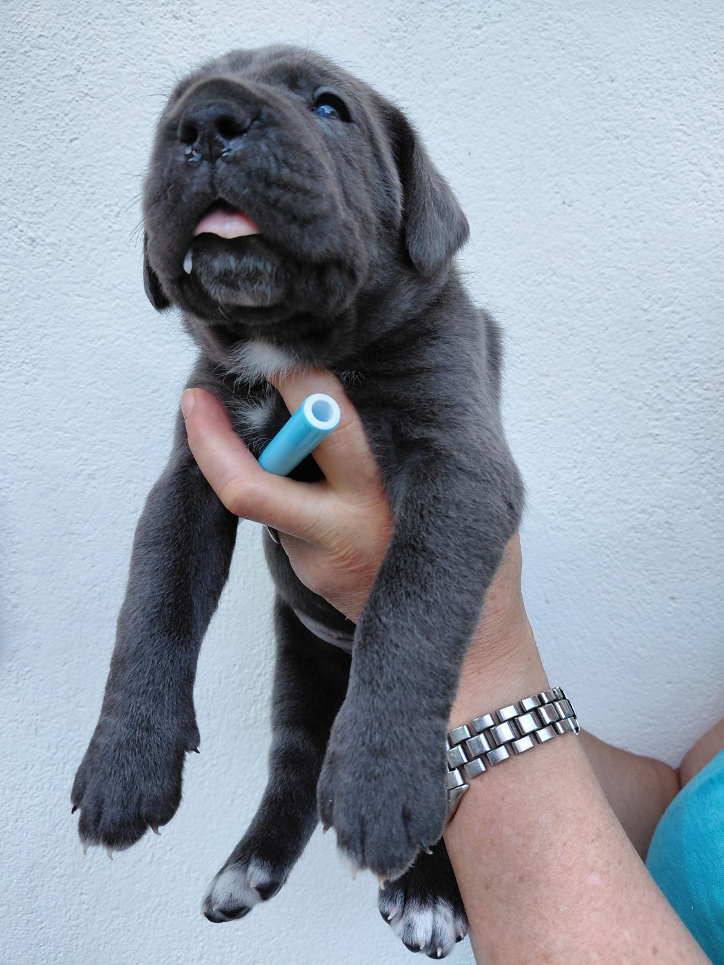 de Maldako Borda - Chiots disponibles - Cane Corso