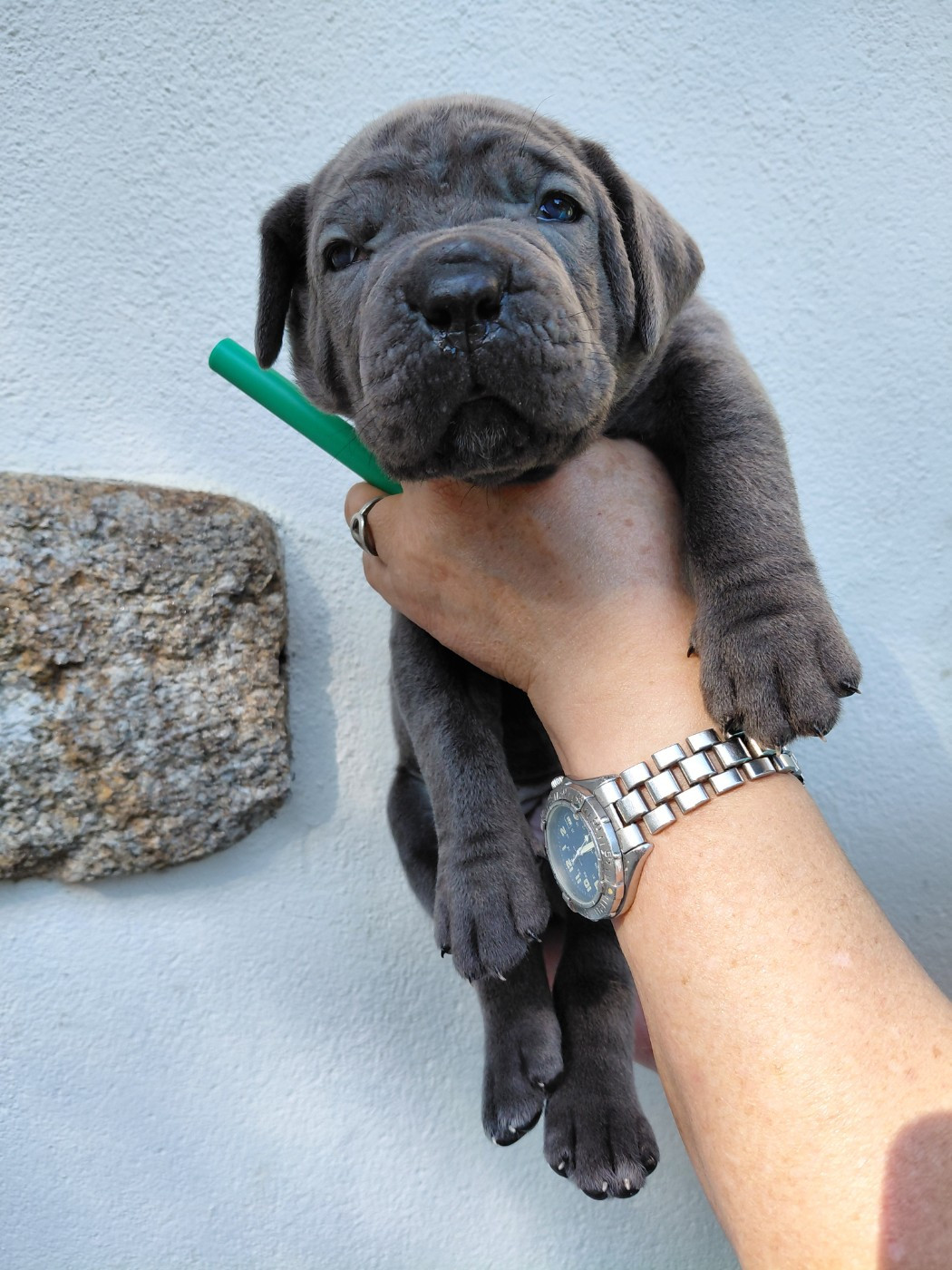 de Maldako Borda - Chiots disponibles - Cane Corso