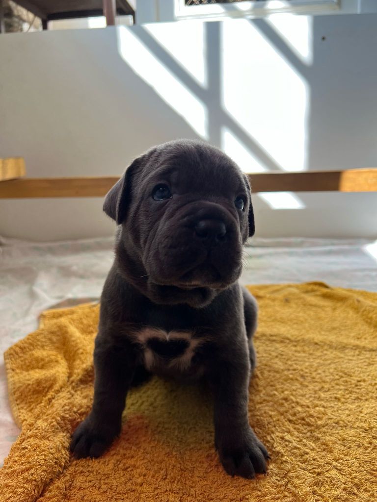 de Maldako Borda - Chiots disponibles - Cane Corso