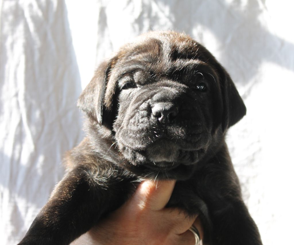 de Maldako Borda - Chiots disponibles - Cane Corso