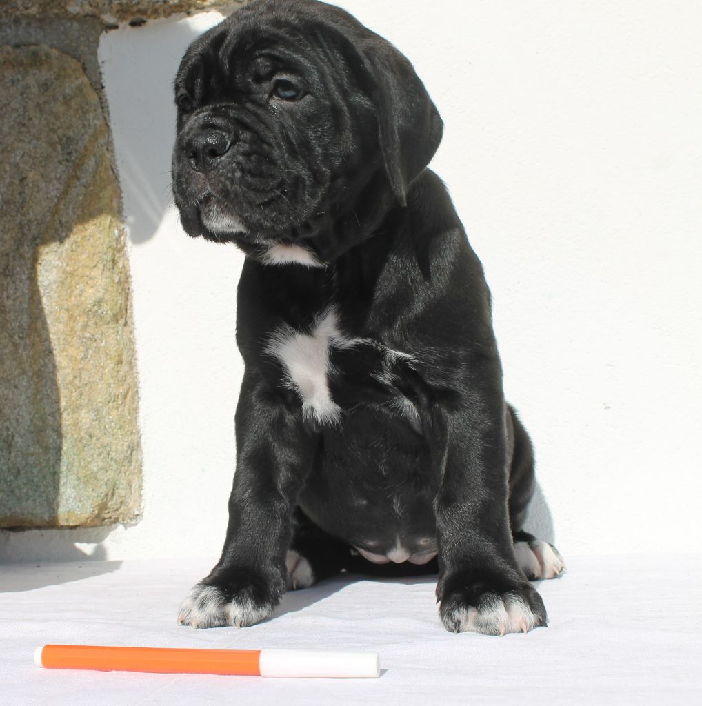 de Maldako Borda - Chiots disponibles - Cane Corso