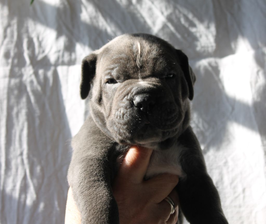 de Maldako Borda - Chiots disponibles - Cane Corso