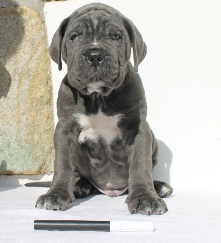 de Maldako Borda - Chiots disponibles - Cane Corso