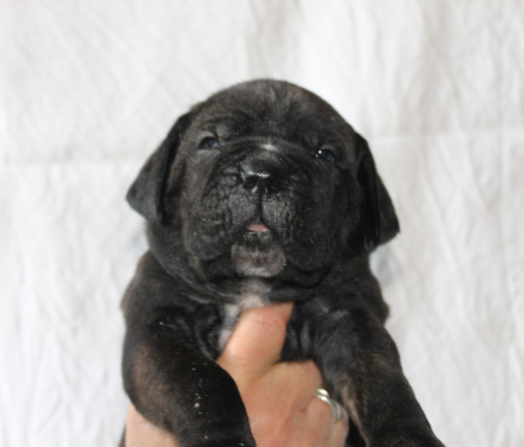 de Maldako Borda - Chiots disponibles - Cane Corso