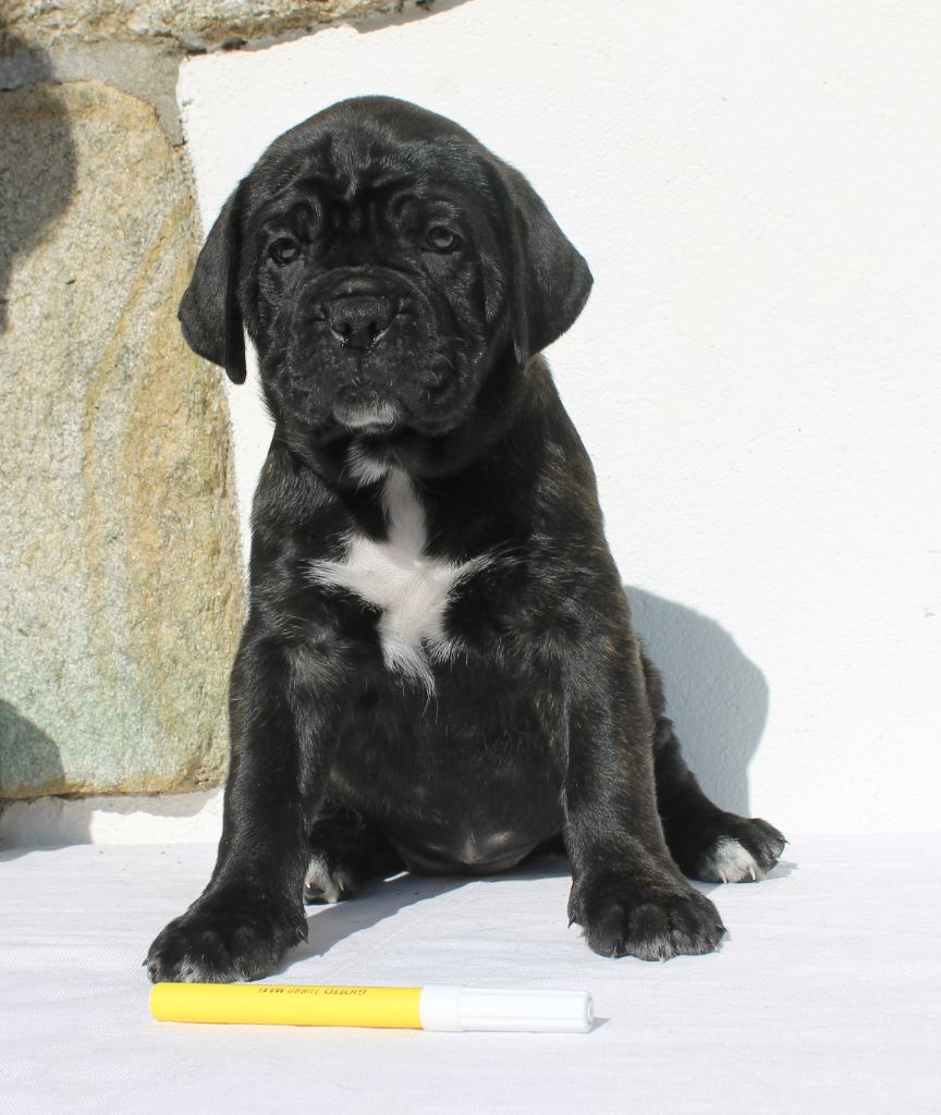 de Maldako Borda - Chiots disponibles - Cane Corso