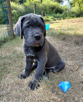 COLLIER BLEU