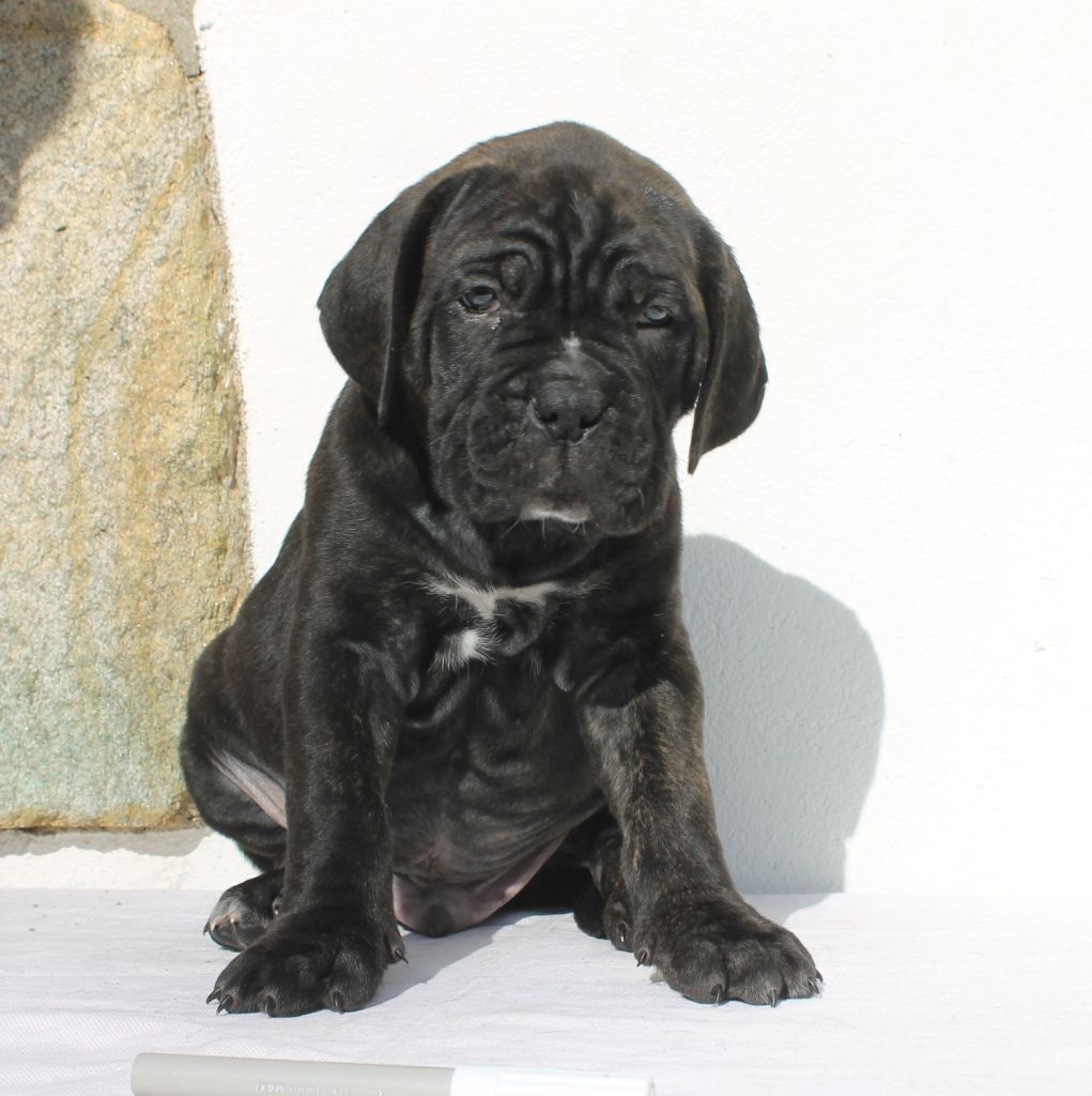 de Maldako Borda - Chiots disponibles - Cane Corso