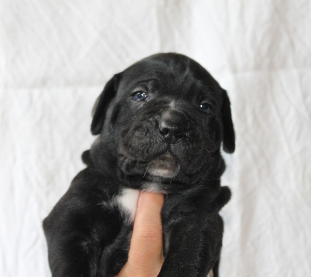 de Maldako Borda - Chiots disponibles - Cane Corso