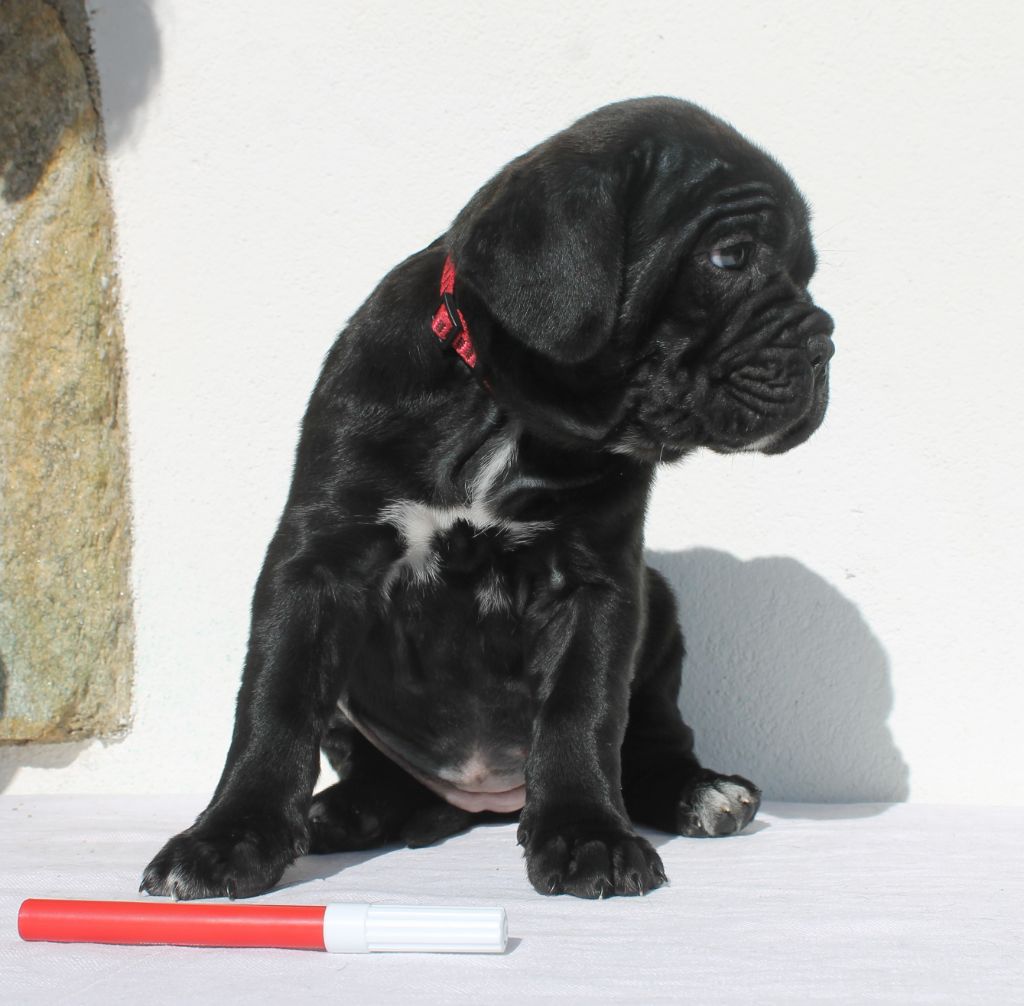 de Maldako Borda - Chiots disponibles - Cane Corso