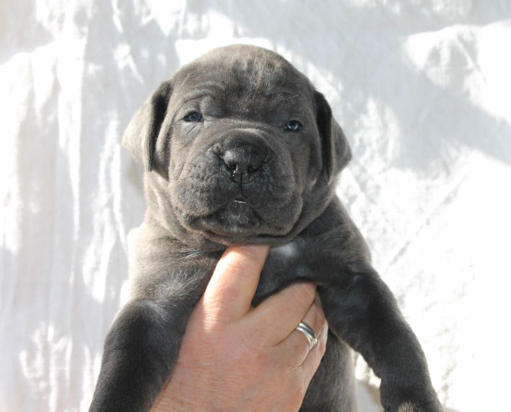 de Maldako Borda - Chiots disponibles - Cane Corso